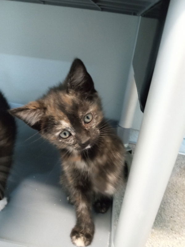 Luv, an adoptable Tortoiseshell in Alturas, CA, 96101 | Photo Image 1