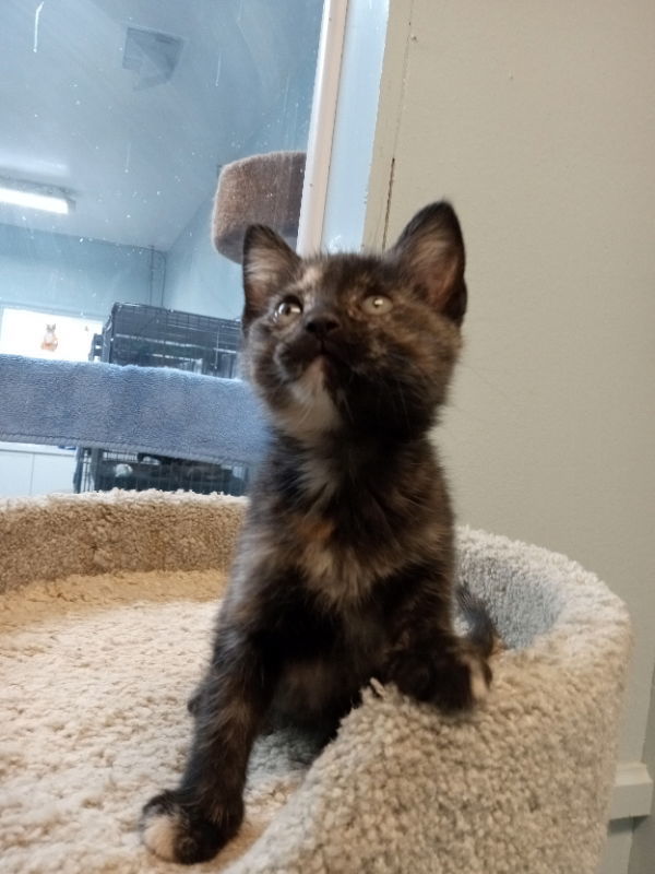 Luv, an adoptable Tortoiseshell in Alturas, CA, 96101 | Photo Image 2