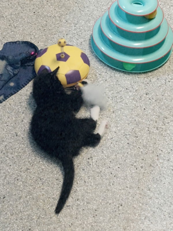 Lola, an adoptable Tuxedo in Alturas, CA, 96101 | Photo Image 1