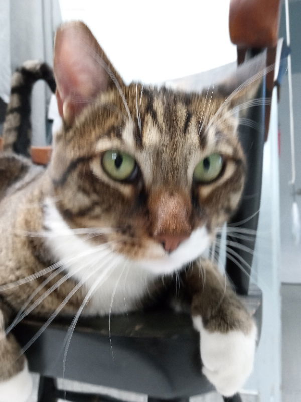 Indiana Jones: Petco Klamath Falls, an adoptable Tabby, Tuxedo in Alturas, CA, 96101 | Photo Image 1