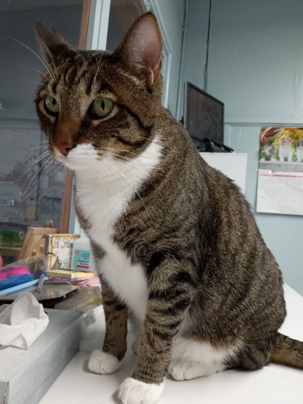 Indiana Jones: Petco Klamath Falls, an adoptable Tabby, Tuxedo in Alturas, CA, 96101 | Photo Image 2