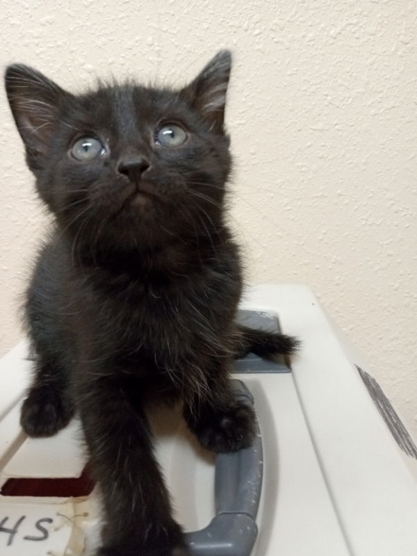 Lance Manion, an adoptable Domestic Short Hair in Alturas, CA, 96101 | Photo Image 1