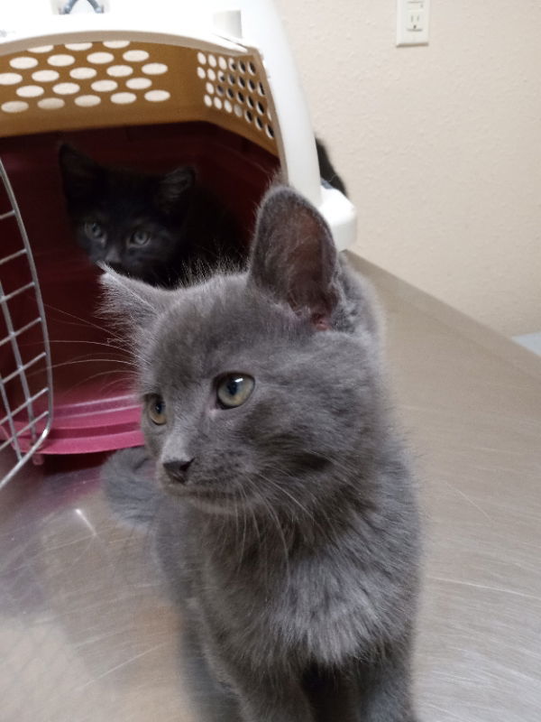 Liv, an adoptable Domestic Medium Hair in Alturas, CA, 96101 | Photo Image 1