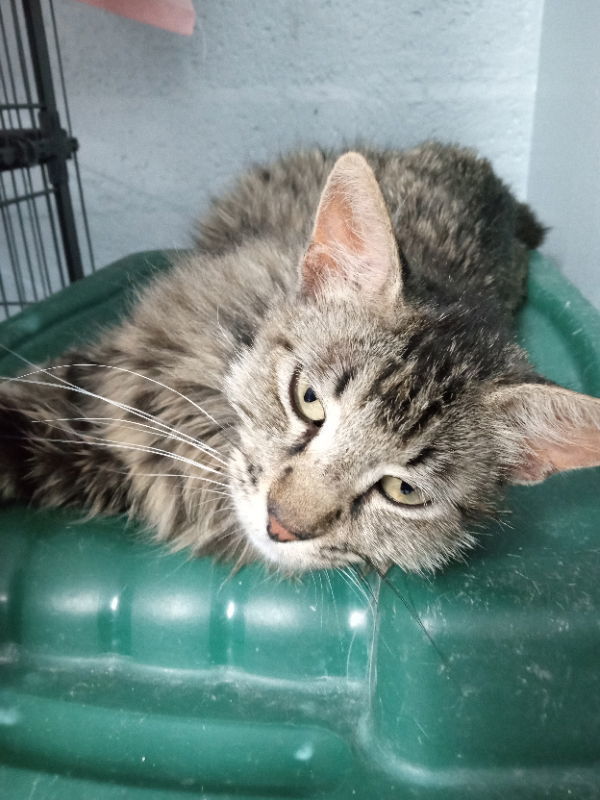 Lydia, an adoptable Domestic Long Hair in Alturas, CA, 96101 | Photo Image 1