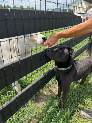 Midnight is very comfortable and happy in his foster home loves his temporary mom  dad their dogs