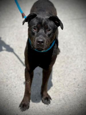 Midnight is very comfortable and happy in his foster home loves his temporary mom  dad their dogs