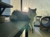 Niblet photo 3