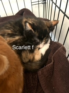 Scarlett, an adoptable Domestic Short Hair in Bend, OR, 97701 | Photo Image 1