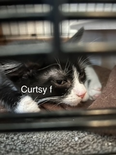 Curtsy, an adoptable Domestic Short Hair in Bend, OR, 97701 | Photo Image 1