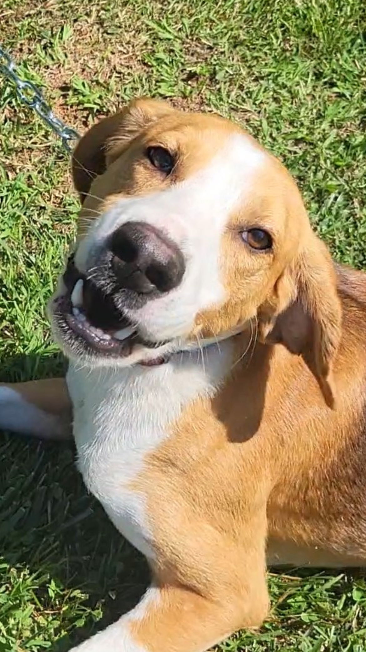 Wrangler, an adoptable Foxhound in Forest, VA, 24551 | Photo Image 1