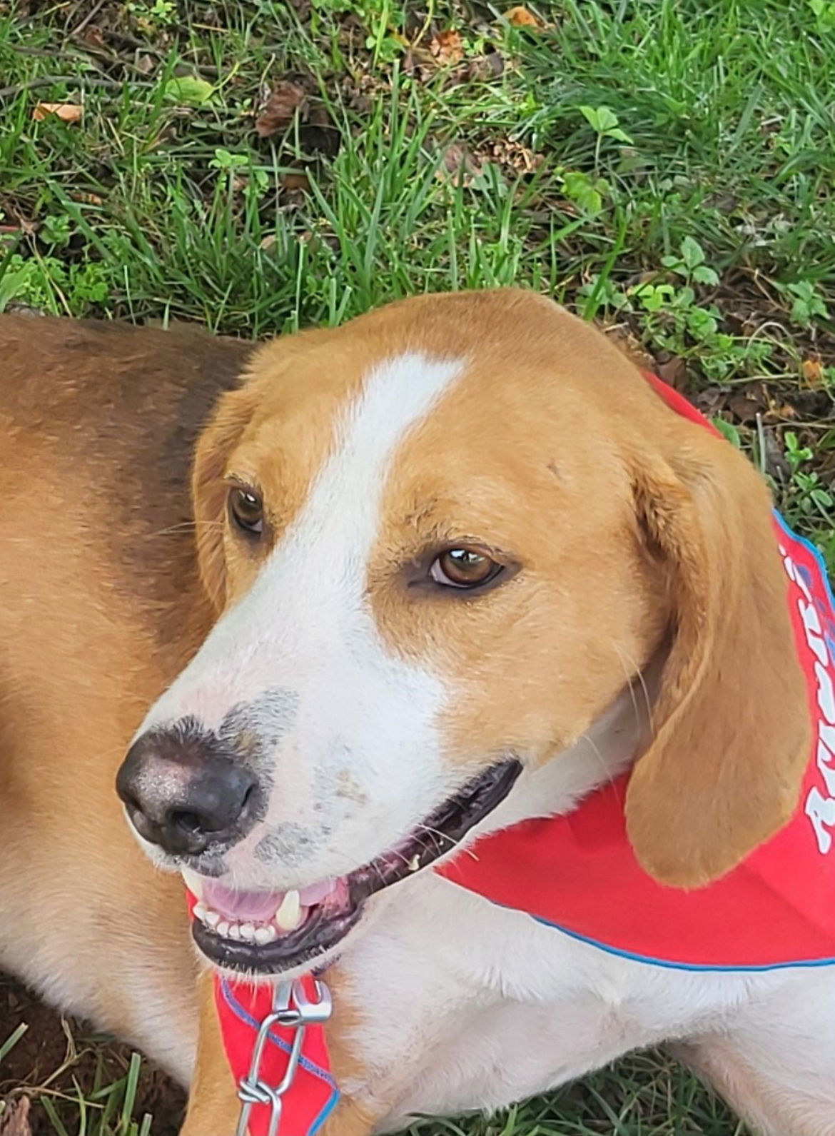 Wrangler, an adoptable Foxhound in Forest, VA, 24551 | Photo Image 5