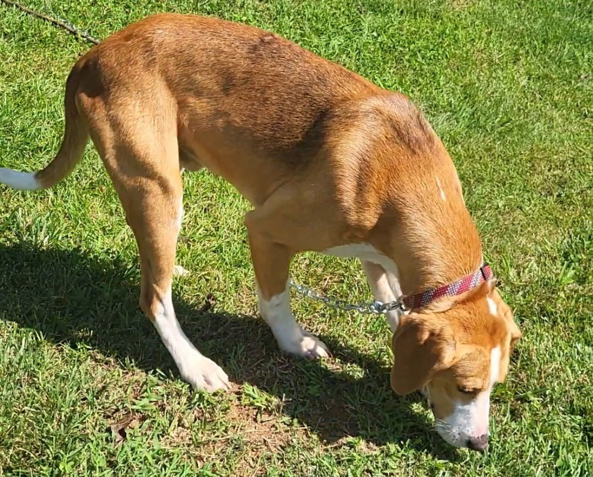 Wrangler, an adoptable Foxhound in Forest, VA, 24551 | Photo Image 6