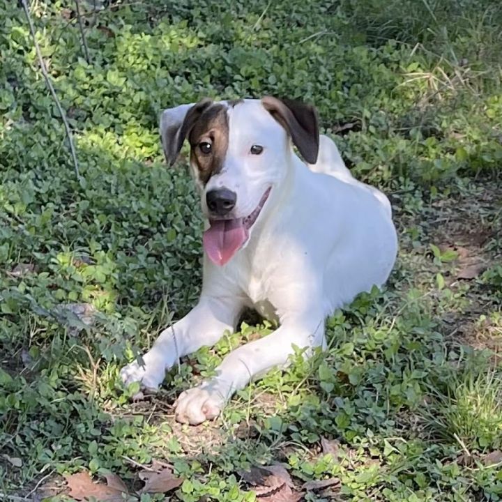 Indiana Bones 3