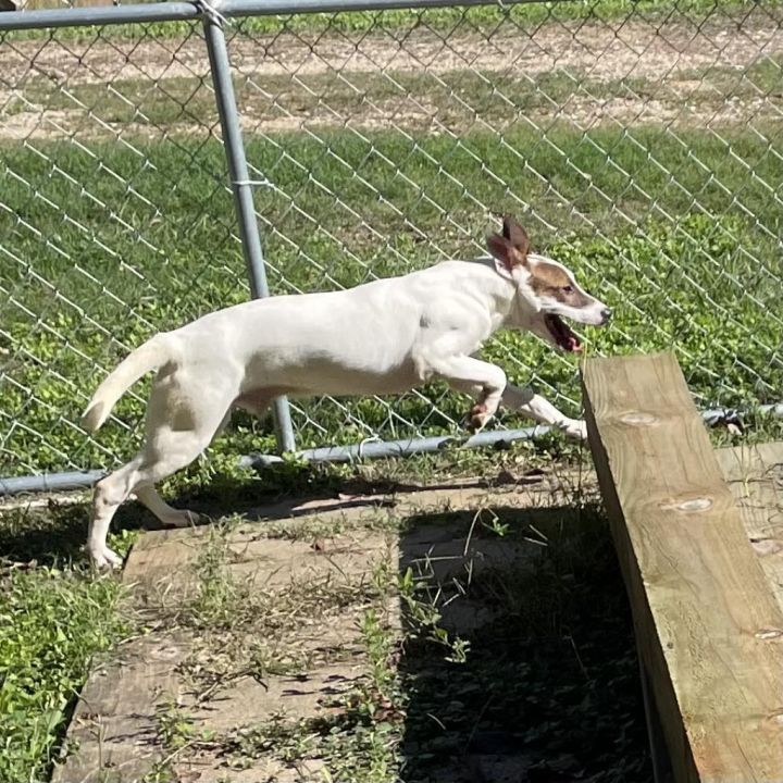 Indiana Bones 4