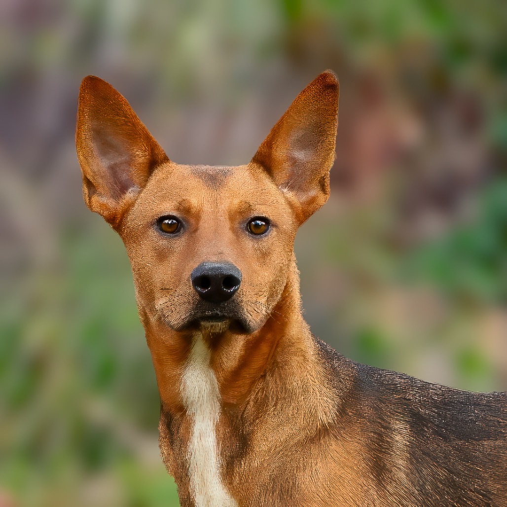 Mutt Damon