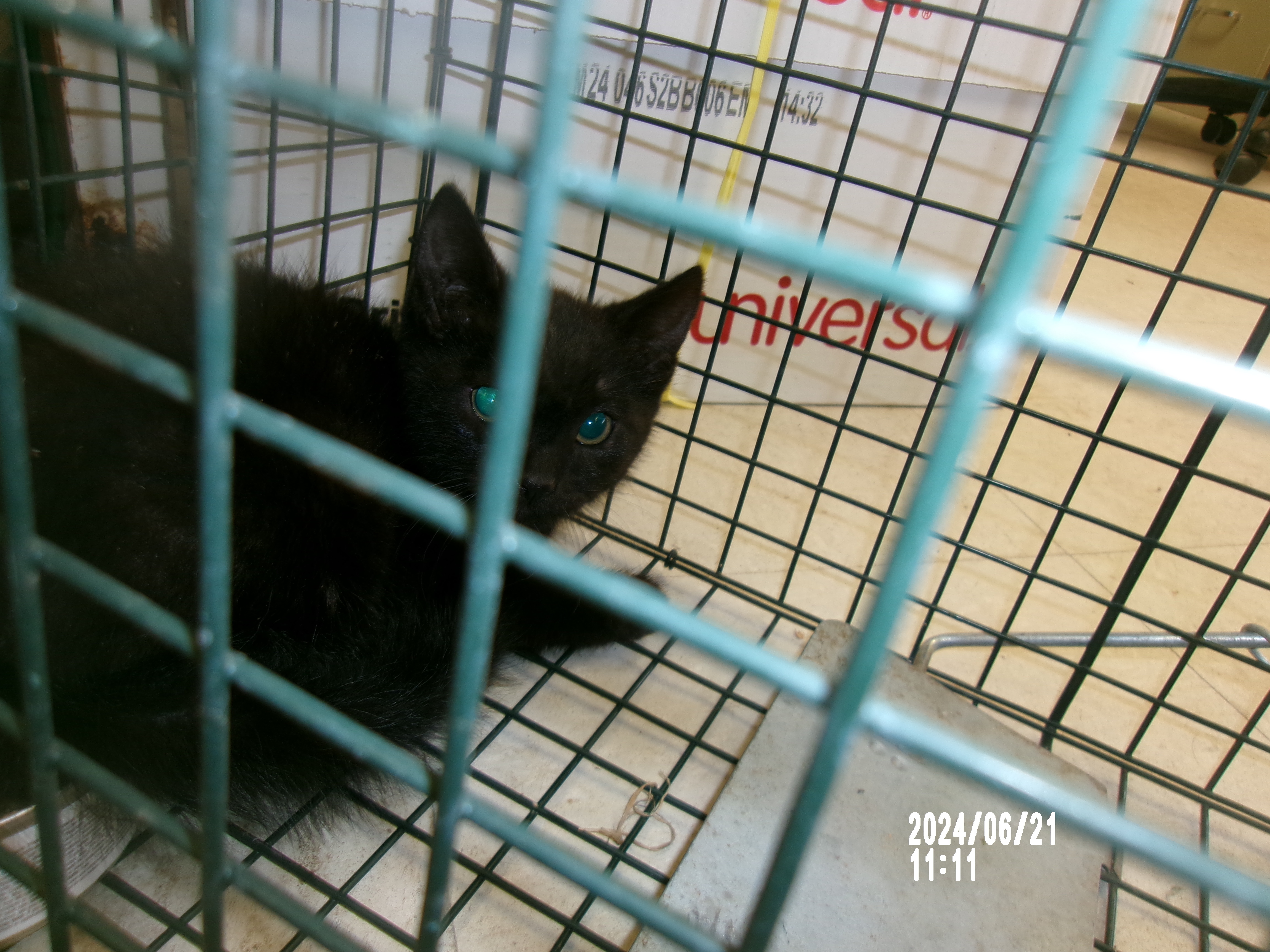 Rolex, an adoptable Domestic Short Hair in Clovis, NM, 88101 | Photo Image 1