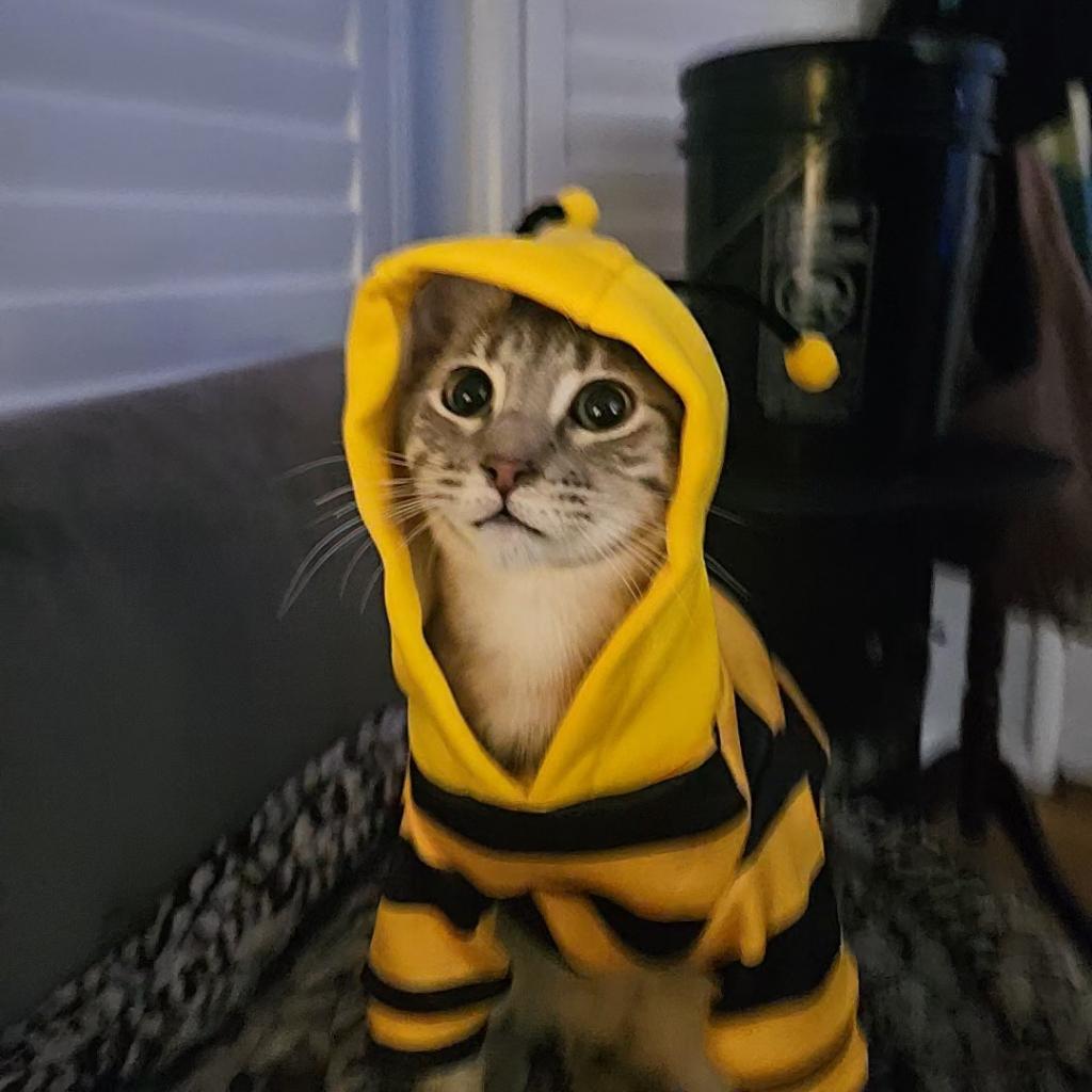 Armani