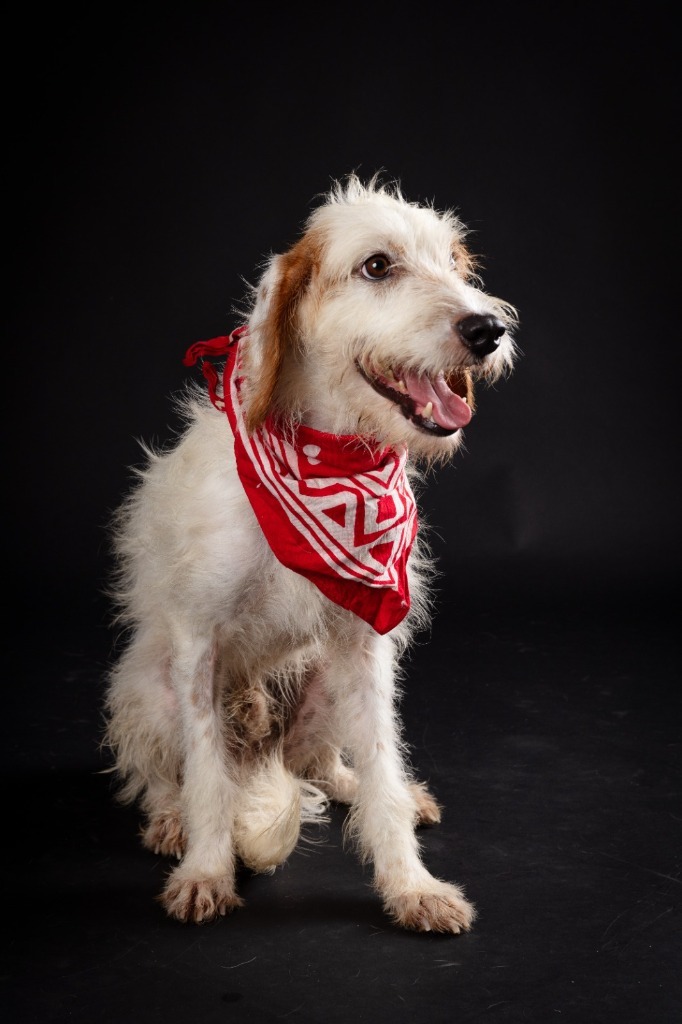 Porthos, an adoptable Terrier in San Juan de Abajo, NAY, 63732 | Photo Image 1