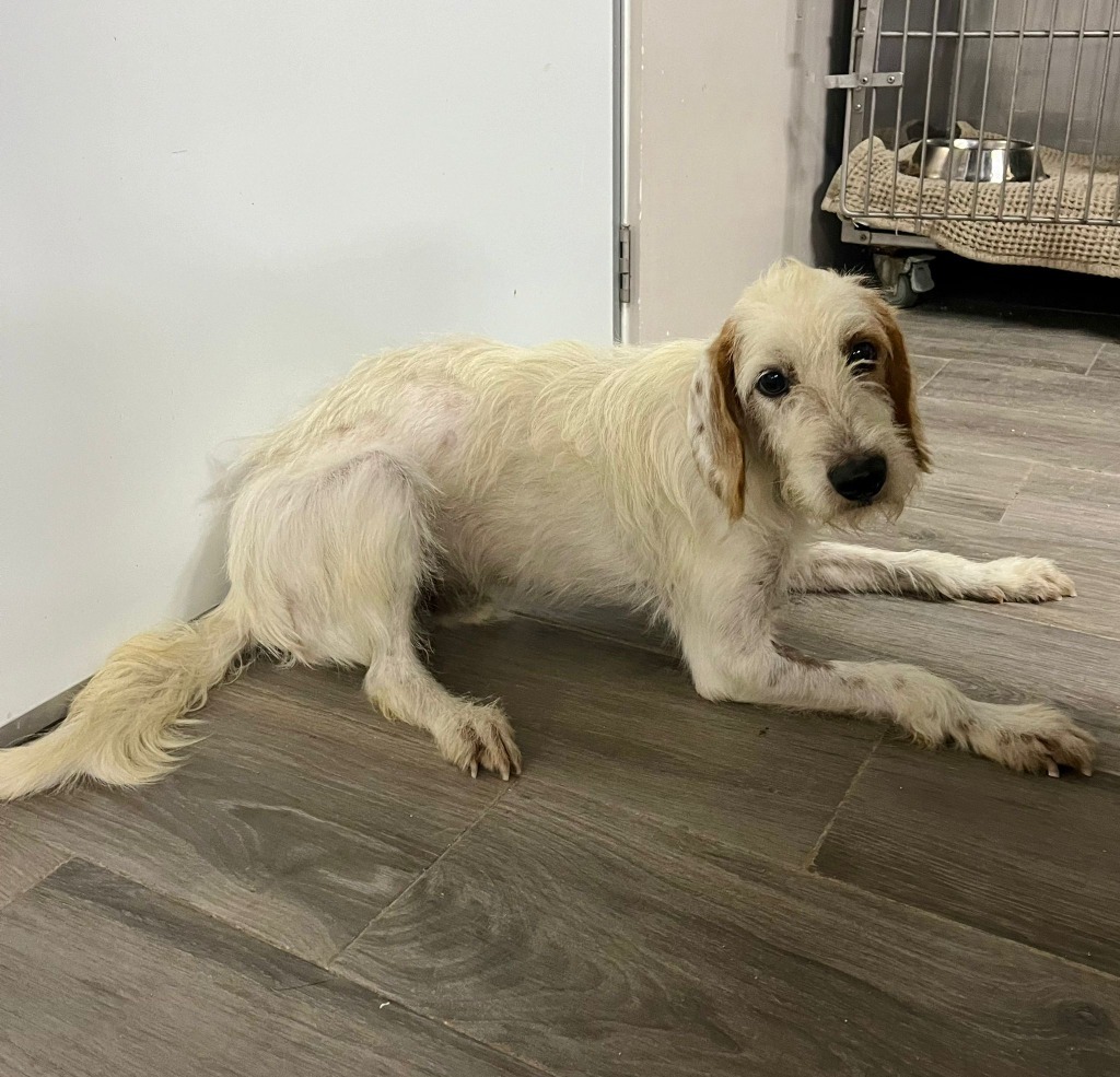 Porthos, an adoptable Terrier in San Juan de Abajo, NAY, 63732 | Photo Image 3