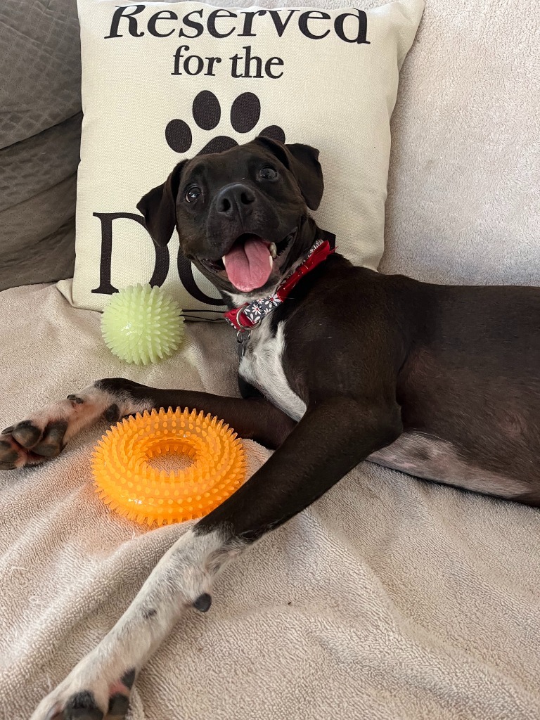 Summer, an adoptable Australian Cattle Dog / Blue Heeler, Black Labrador Retriever in San Juan de Abajo, NAY, 63732 | Photo Image 1