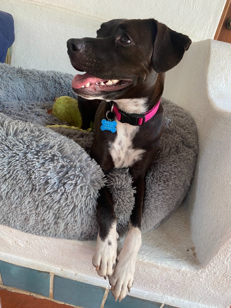 Summer, an adoptable Australian Cattle Dog / Blue Heeler, Black Labrador Retriever in San Juan de Abajo, NAY, 63732 | Photo Image 1