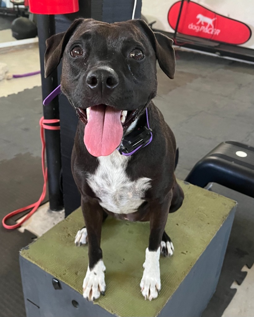 Summer, an adoptable Australian Cattle Dog / Blue Heeler, Black Labrador Retriever in San Juan de Abajo, NAY, 63732 | Photo Image 1