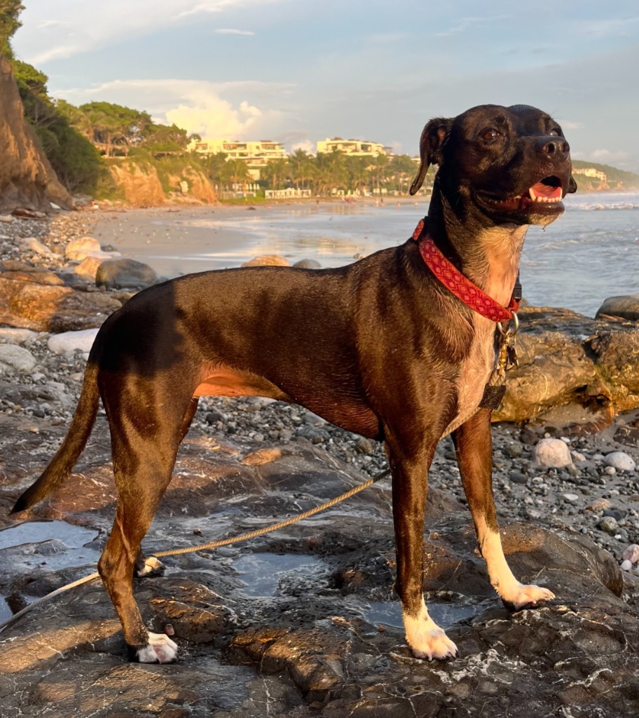 Summer, an adoptable Australian Cattle Dog / Blue Heeler, Black Labrador Retriever in San Juan de Abajo, NAY, 63732 | Photo Image 1