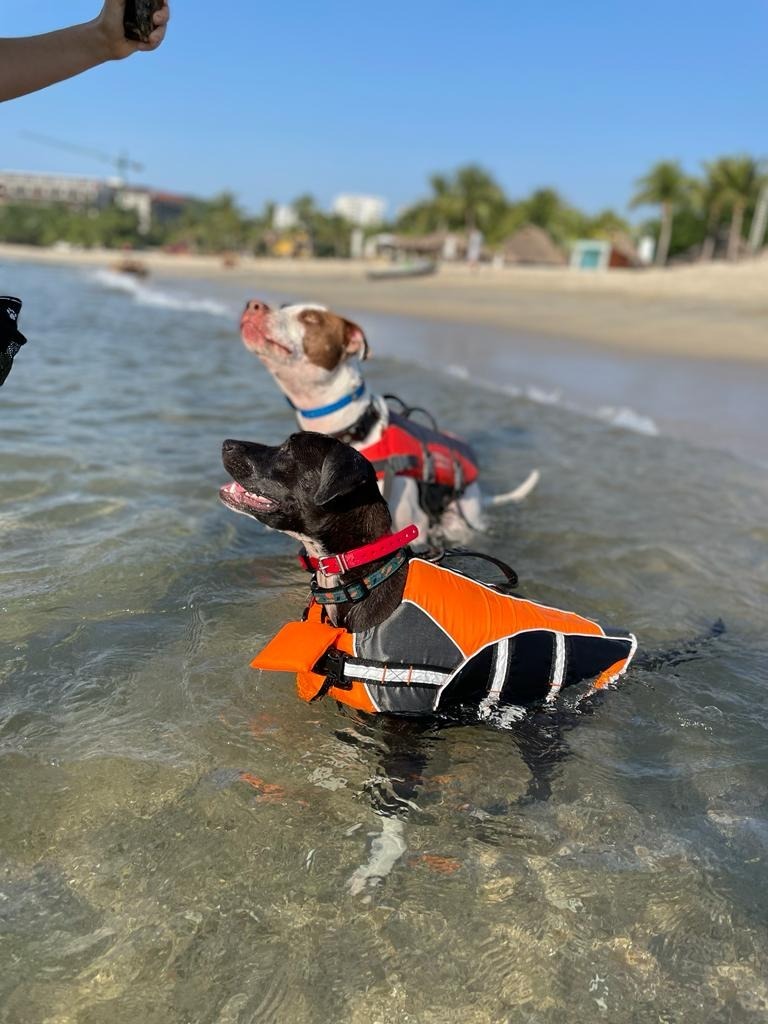 Summer, an adoptable Australian Cattle Dog / Blue Heeler, Black Labrador Retriever in San Juan de Abajo, NAY, 63732 | Photo Image 2