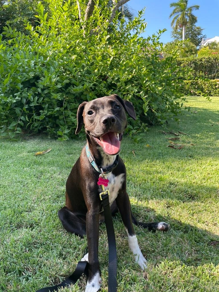 Summer, an adoptable Australian Cattle Dog / Blue Heeler, Black Labrador Retriever in San Juan de Abajo, NAY, 63732 | Photo Image 3