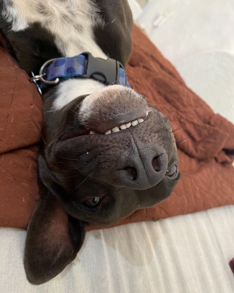 Summer, an adoptable Australian Cattle Dog / Blue Heeler, Black Labrador Retriever in San Juan de Abajo, NAY, 63732 | Photo Image 4