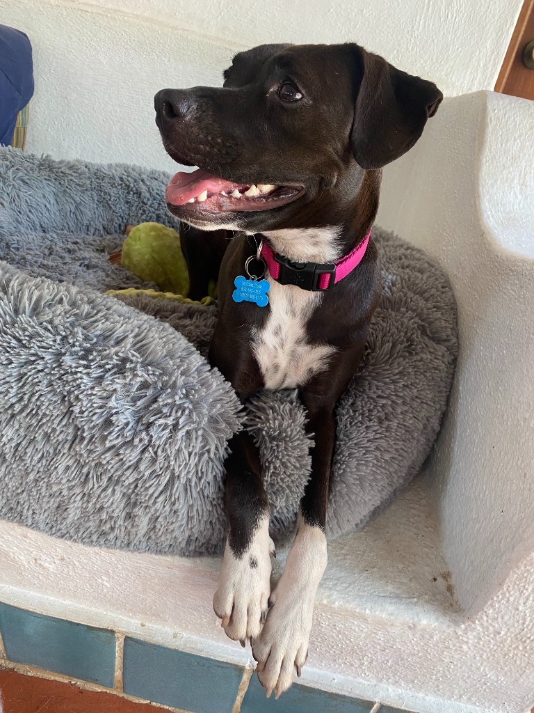 Summer, an adoptable Australian Cattle Dog / Blue Heeler, Black Labrador Retriever in San Juan de Abajo, NAY, 63732 | Photo Image 5