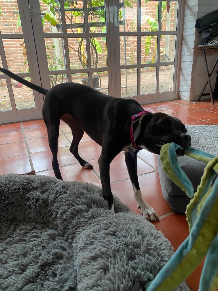 Summer, an adoptable Australian Cattle Dog / Blue Heeler, Black Labrador Retriever in San Juan de Abajo, NAY, 63732 | Photo Image 6