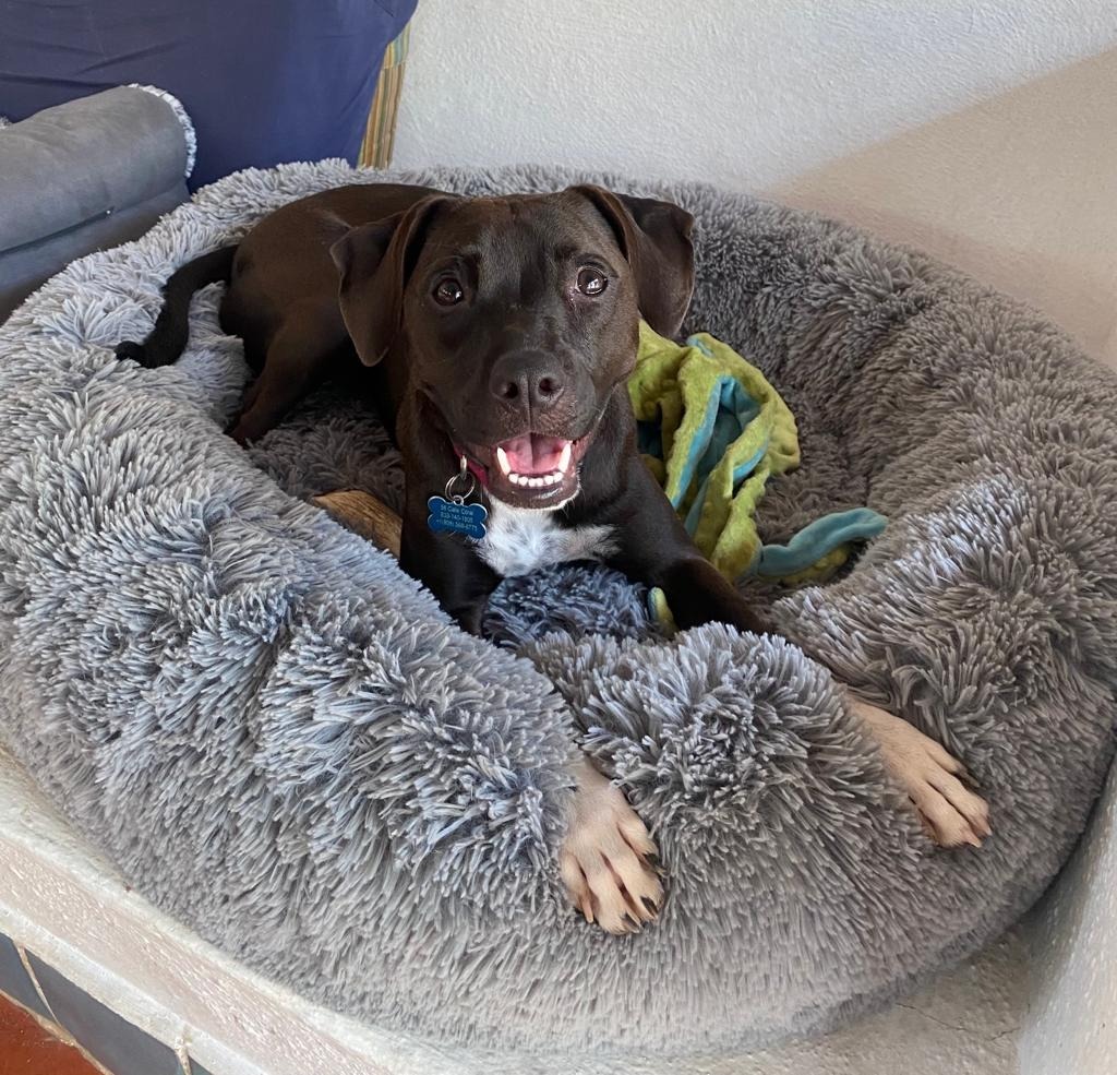 Summer, an adoptable Australian Cattle Dog / Blue Heeler, Black Labrador Retriever in San Juan de Abajo, NAY, 63732 | Photo Image 6