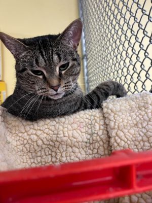Trix, Adult Female Domestic Short Hair