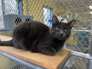 Rayne, Adult Male Domestic Short Hair