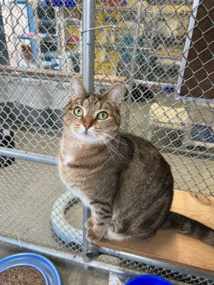 Marie Osborn, Adult Female Domestic Short Hair