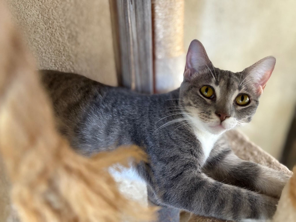 Joan, an adoptable Domestic Short Hair in Fulton, TX, 78358 | Photo Image 1
