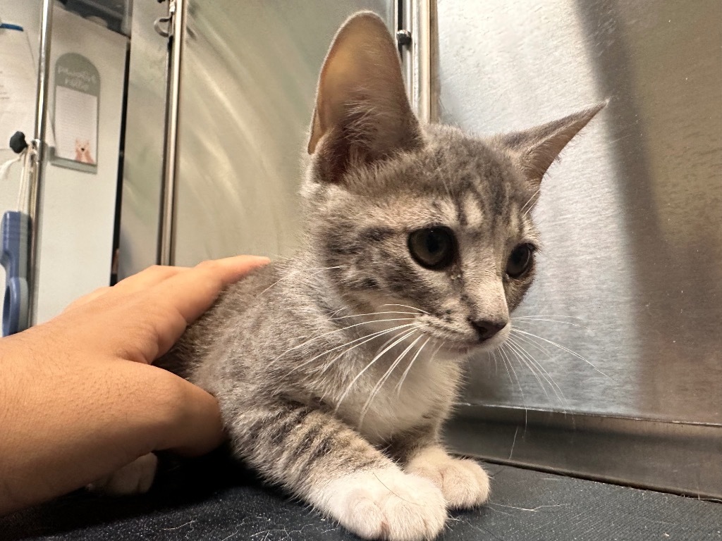 Joan, an adoptable Domestic Short Hair in Fulton, TX, 78358 | Photo Image 2