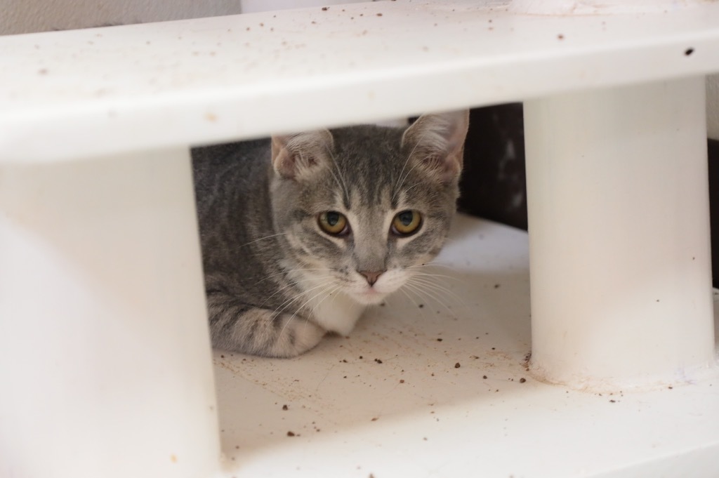 Joan, an adoptable Domestic Short Hair in Fulton, TX, 78358 | Photo Image 3
