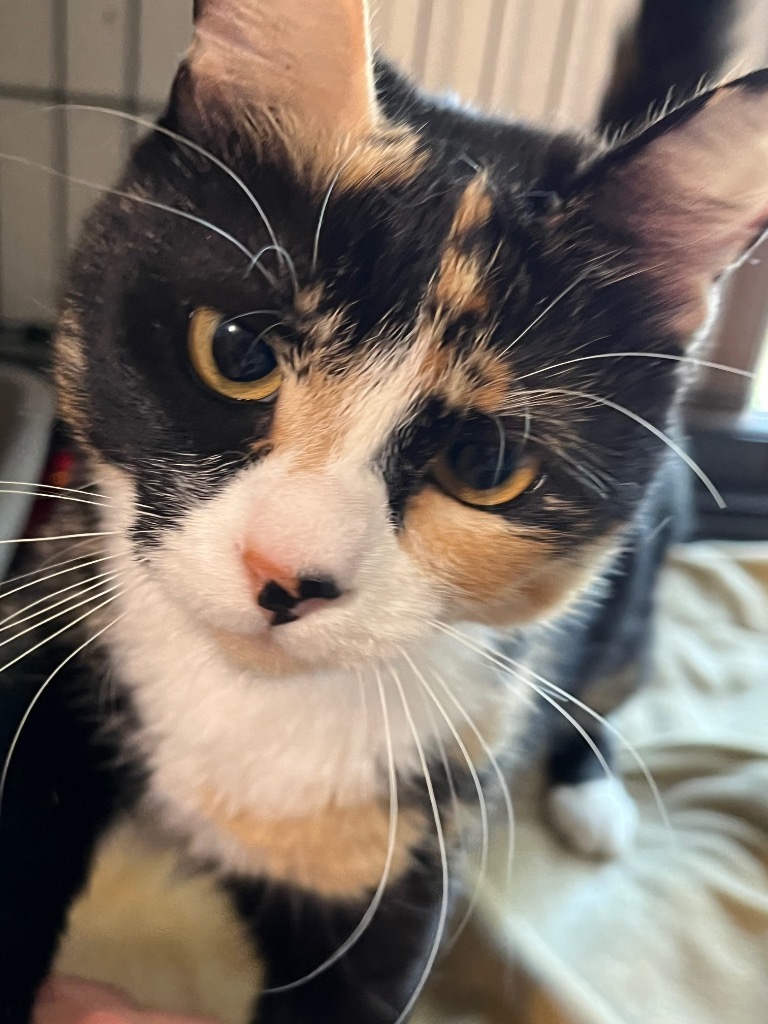 Spice, an adoptable Calico in Thompson Falls, MT, 59873 | Photo Image 1