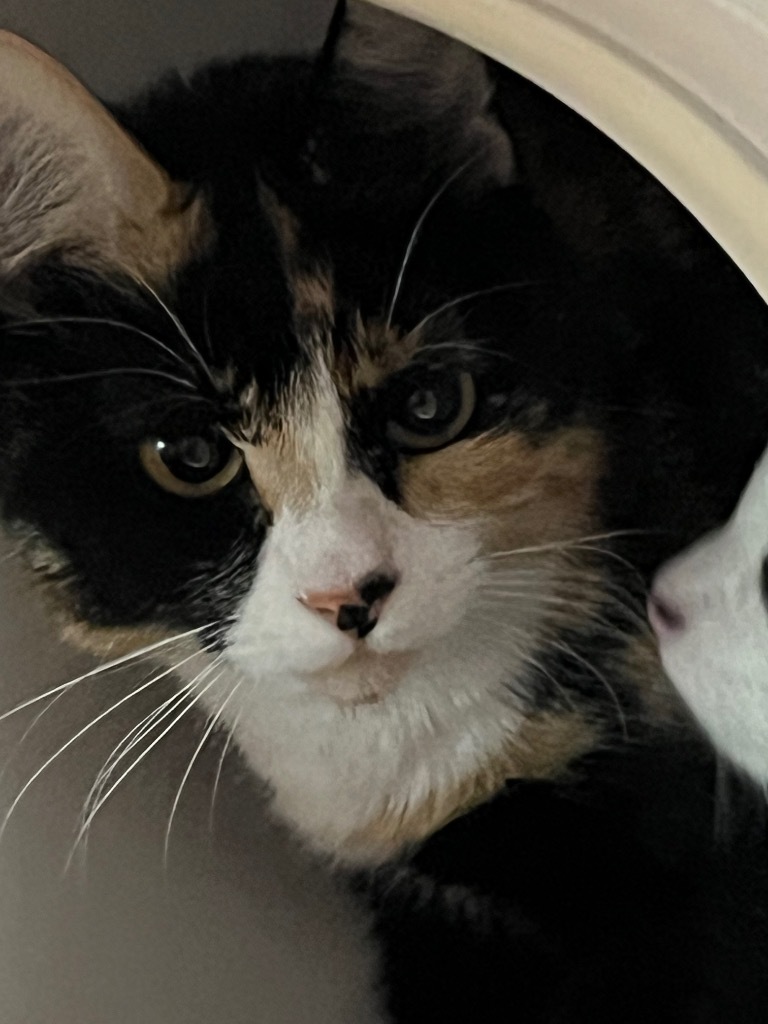 Spice, an adoptable Calico in Thompson Falls, MT, 59873 | Photo Image 2