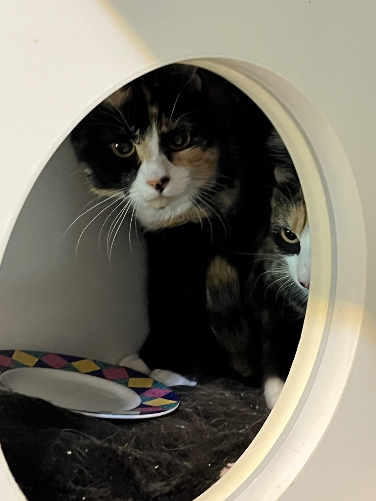 Spice, an adoptable Calico in Thompson Falls, MT, 59873 | Photo Image 3