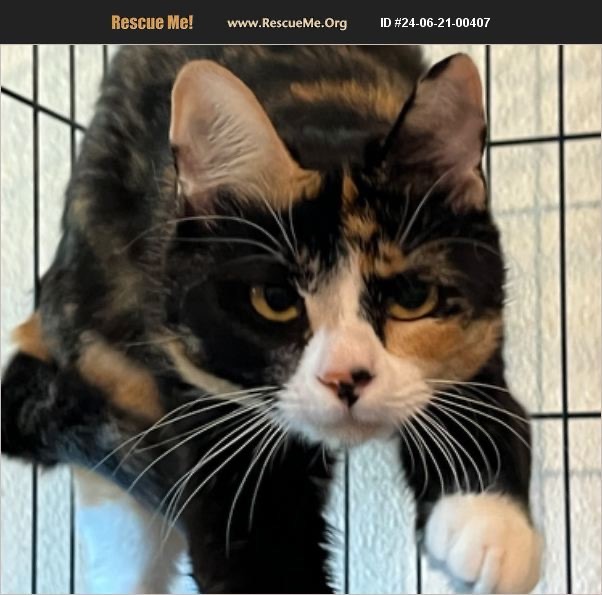 Spice, an adoptable Calico in Thompson Falls, MT, 59873 | Photo Image 4