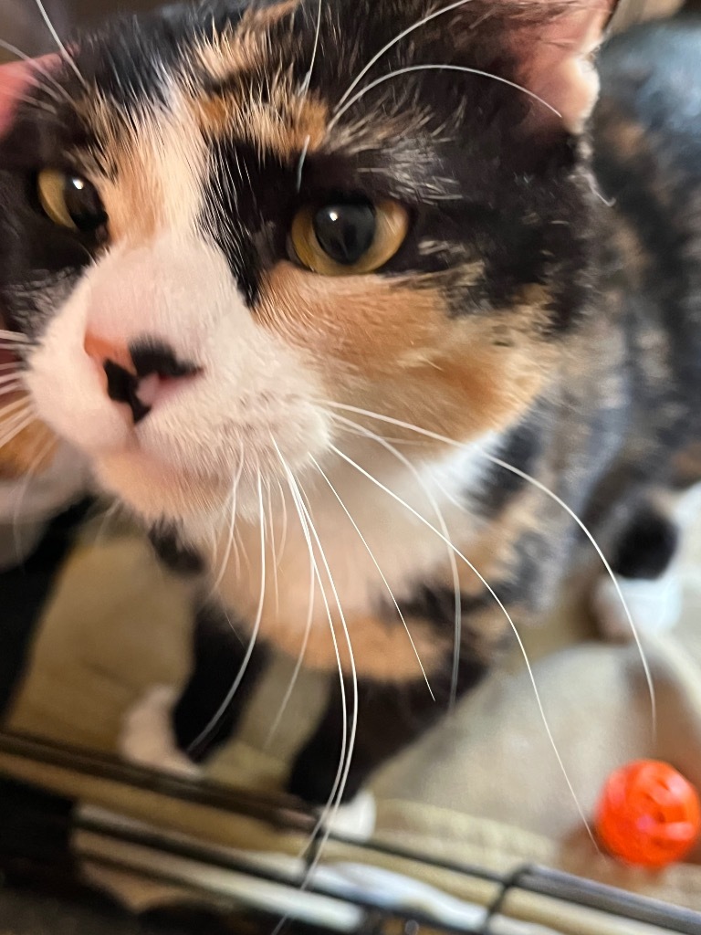 Spice, an adoptable Calico in Thompson Falls, MT, 59873 | Photo Image 5