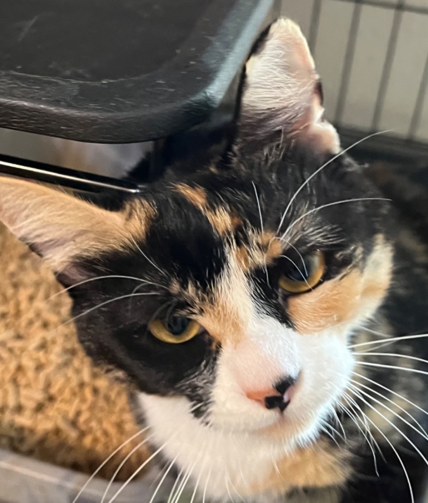 Spice, an adoptable Calico in Thompson Falls, MT, 59873 | Photo Image 6