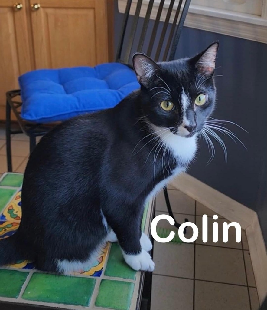 Colin, an adoptable Domestic Short Hair in Hoover , AL, 35226 | Photo Image 1