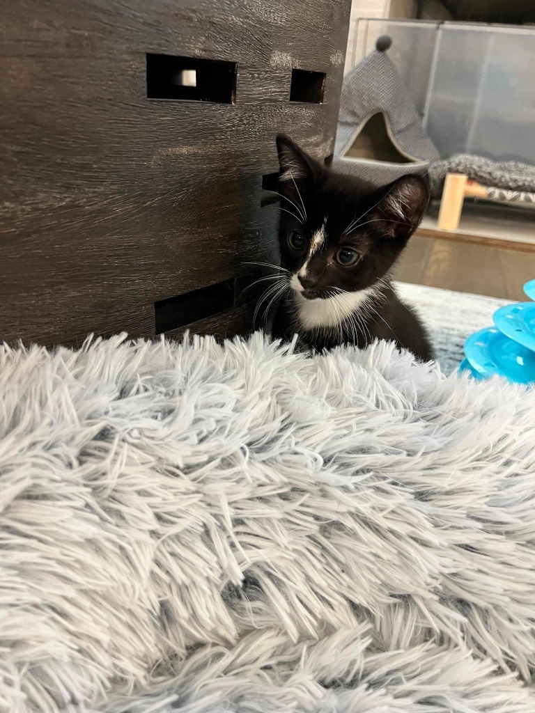 Colin, an adoptable Domestic Short Hair in Hoover , AL, 35226 | Photo Image 2
