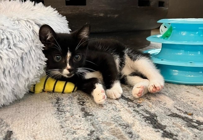 Colin, an adoptable Domestic Short Hair in Hoover , AL, 35226 | Photo Image 2