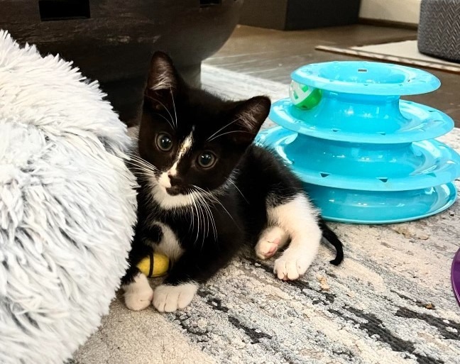 Colin, an adoptable Domestic Short Hair in Hoover , AL, 35226 | Photo Image 3