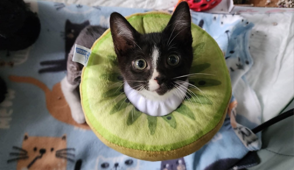 Colin, an adoptable Domestic Short Hair in Hoover , AL, 35226 | Photo Image 4